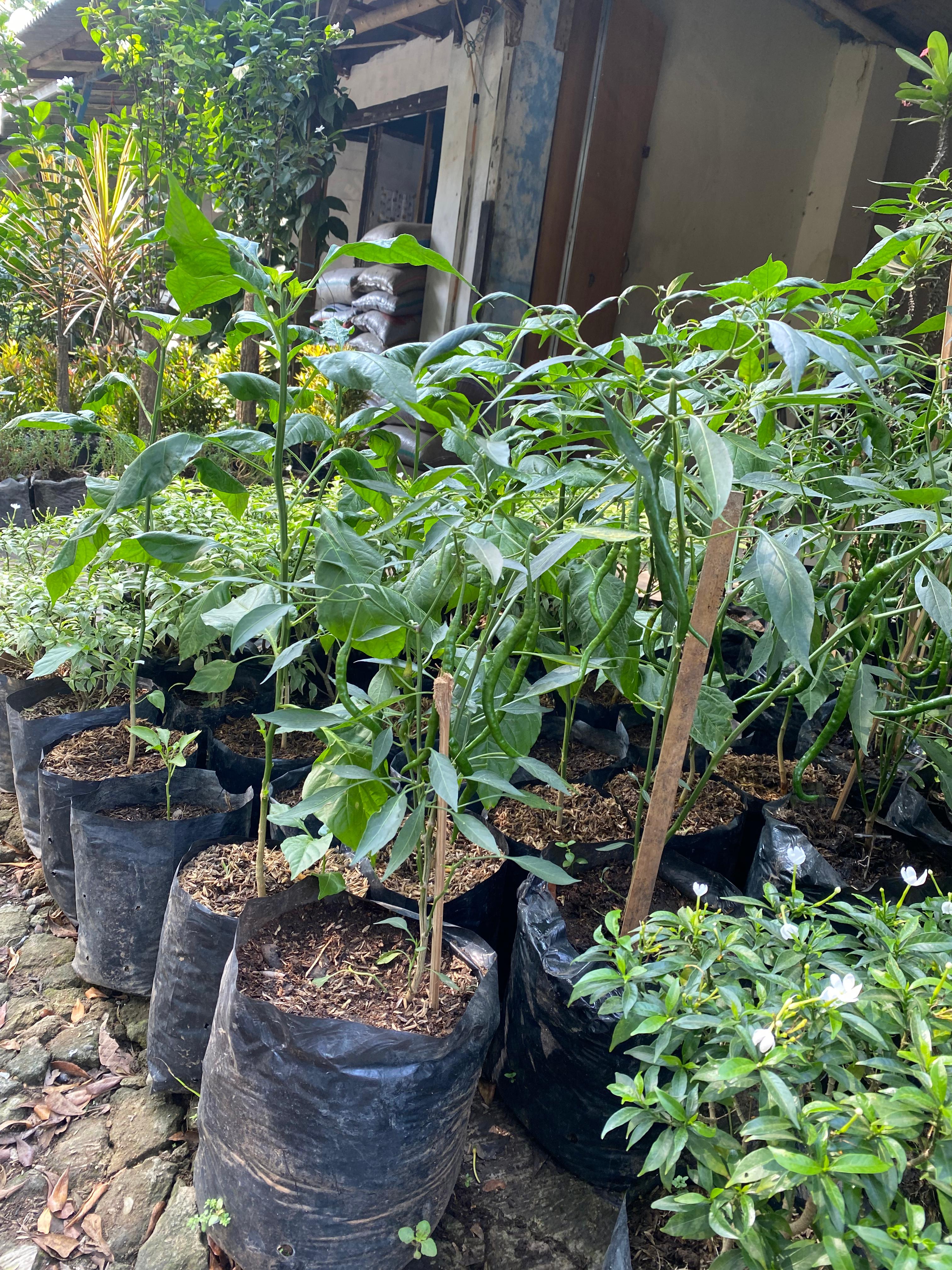 Tanaman Buah