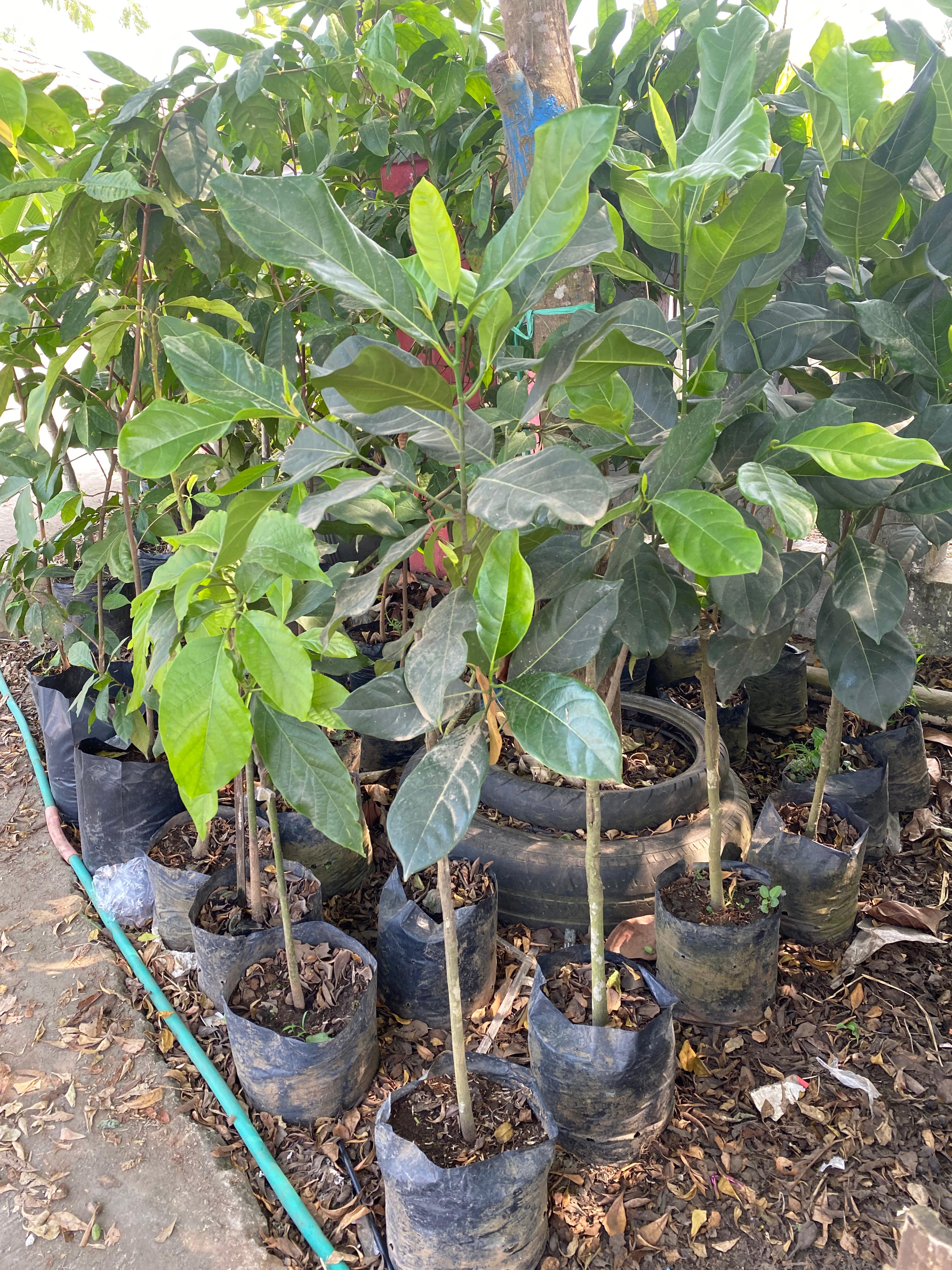 Tanaman Buah